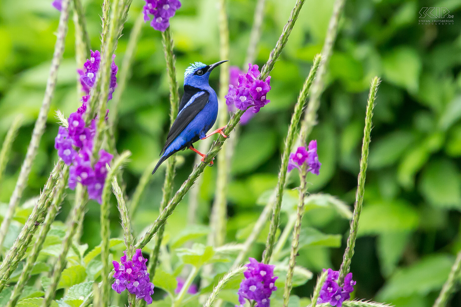 Arenal - Blauwe suikervogel Een prachtige blauwe suikervogel (red-legged honeycreeper, cyanerpes cyaneus) in de tuinen van de Arenal Observatory lodge.<br />
<br />
 Stefan Cruysberghs